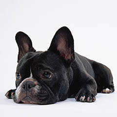 Black French Bulldog with sad face